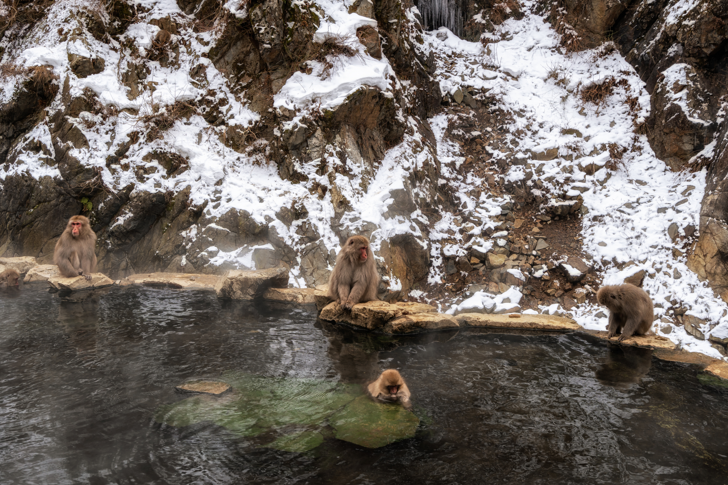 jigokudani monkey park (3).webp